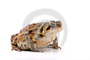 Toad