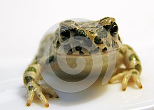 Toad