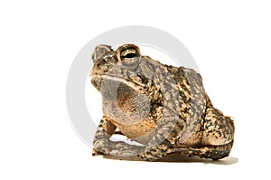 Toad