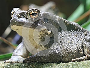 Toad