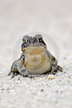 Toad