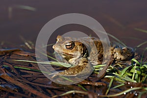 Toad