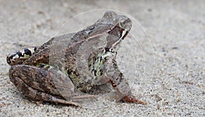 Toad