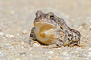 Toad