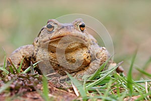 Toad