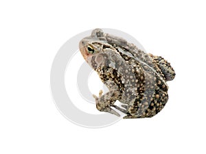 Toad