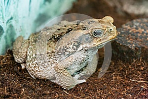 Toad Aga close-up macro