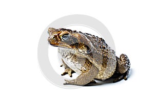 Toad aga. Rhinella marina. photo