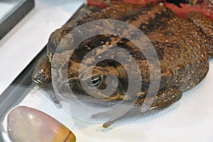 Toad-aha or aha Latin. Rhinella marina in terrarium photo