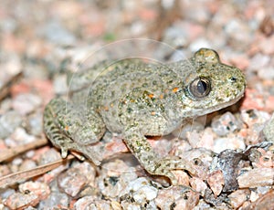 Toad.(Alytes obstetricans)