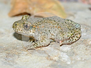 Toad.(Alytes obstetricans)