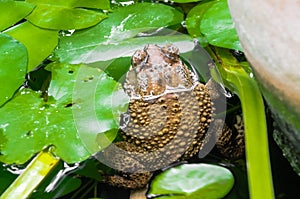 Toad, amphibian in Asia.