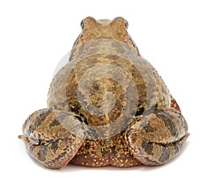 Toad (Back View)