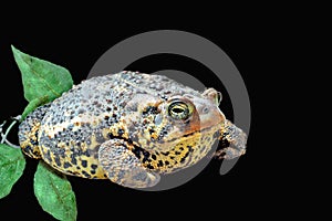 Toad With Black Background