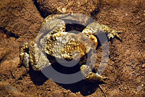 Toad on the bottom of the river