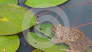 Toad breathing over water level