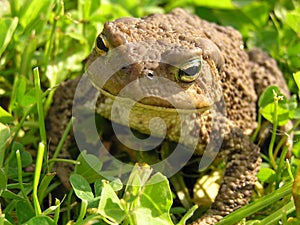 Toad Bufo bufo