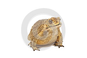 Toad,Bufo bufo (Common Toad)