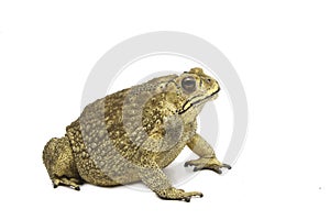 Toad,Bufo bufo (Common Toad)