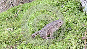 Toad bufo bufonidae amphibia animal crawl swarm moss