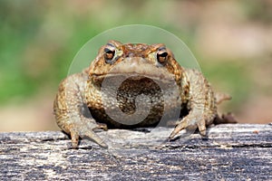 Toad Bufo Bufo is a frog native to sandy and heathland areas of Europe photo