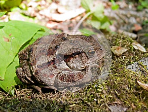 Toad (Bufo gargarizans) 1