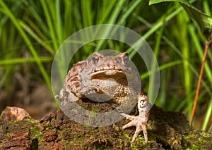 Toad (Bufo gargarizans) 10