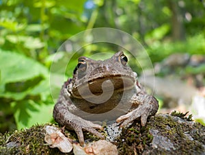 Toad (Bufo gargarizans) 2