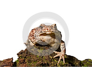 Toad (Bufo gargarizans) 3
