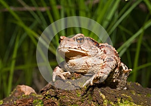 Toad (Bufo gargarizans) 8