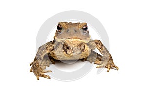 Toad