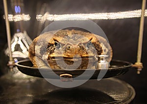 The toad Bufo marinus assists in conducting a laboratory lesson