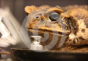 The toad Bufo marinus assists in conducting a laboratory lesson