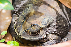 Toad (Bufo Melanostictus)