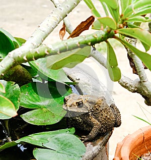 toad bufonidae four leg animal on lotus green leaves basin body side near green leafs. amphibians wildlife living in outdoor gard