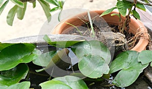 Toad bufonidae four leg animal on lotus green leaves basin body side near green leafs. amphibians wildlife living in outdoor garde photo