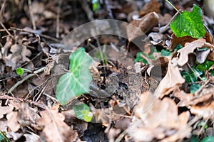 A toad Bufonidae hides in a garden under leaves  to protect itself