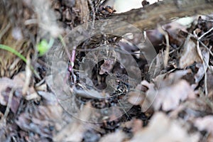 A toad Bufonidae hides in a garden under leaves  to protect itself