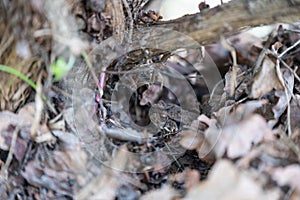 A toad Bufonidae hides in a garden under leaves  to protect itself