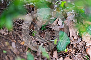 A toad Bufonidae hides in a garden under leaves  to protect itself