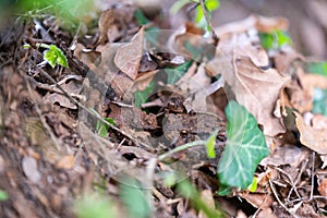 A toad Bufonidae hides in a garden under leaves  to protect itself