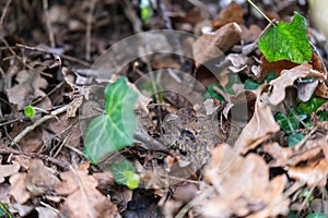 A toad Bufonidae hides in a garden under leaves  to protect itself