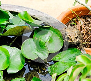 Toad bufonidae on lotus basin near green leafs amphibians wildlife living in outdoor garden. no people.