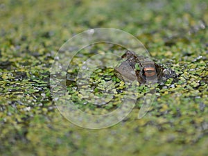 Toad Bufonidae photo