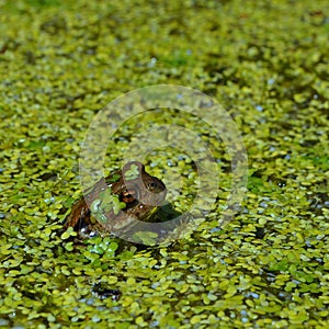 Toad Bufonidae photo