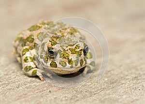 Toad - Bufotes viridis