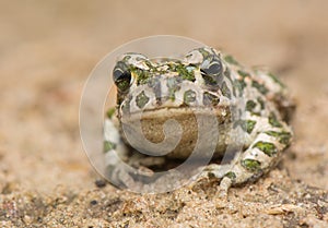 Toad - Bufotes viridis