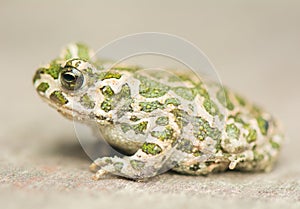 Toad - Bufotes viridis