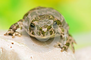 Toad - Bufotes viridis