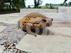 Toad and bullfrog Rana catesbeiana wild and animal Life and style at Thailand`s Top Tourist Attractions